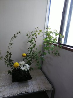 今週の花(京都市右京区)